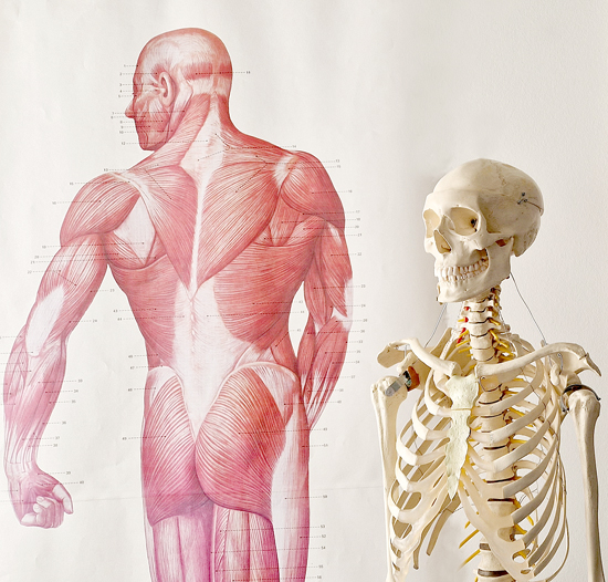 anatomi-kursus