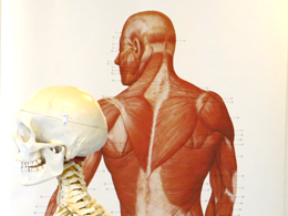 Anatomi fysiologi